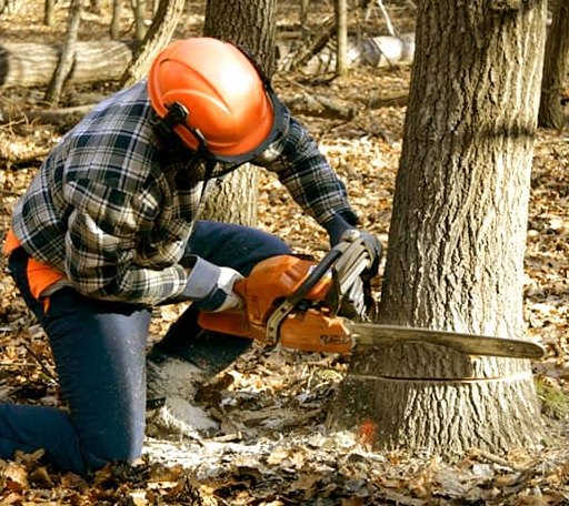 Tree Removal in Bradford, TN